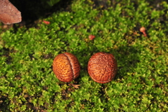 Orophea thomsonii